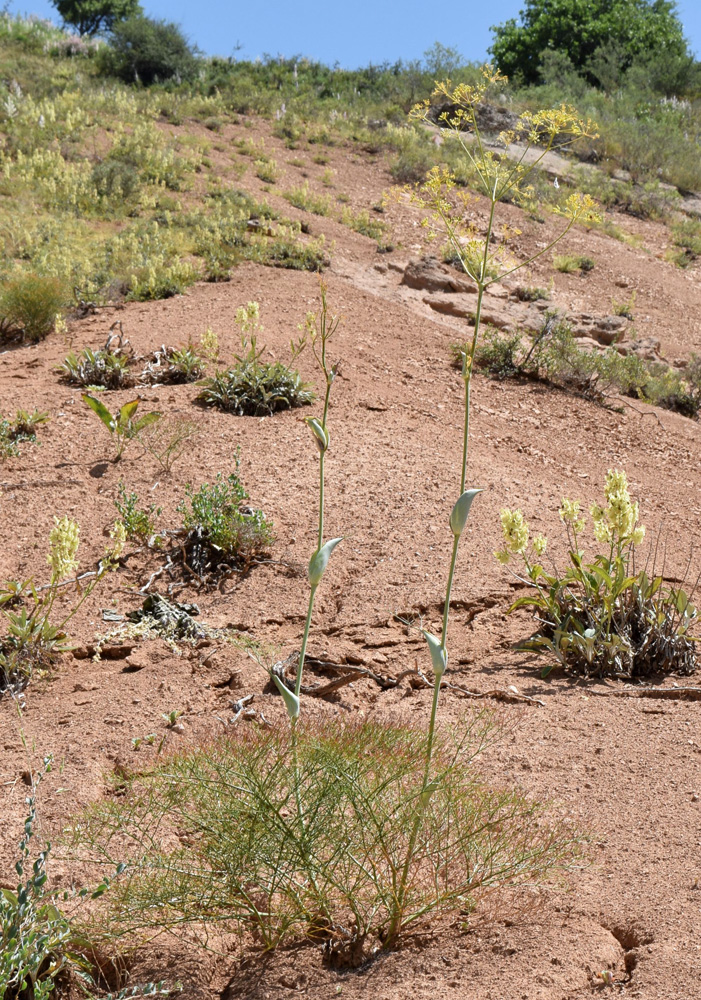 Image of Ferula ugamica specimen.