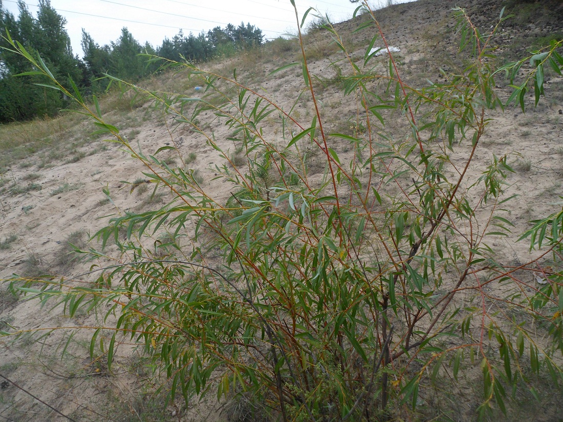 Image of Salix acutifolia specimen.