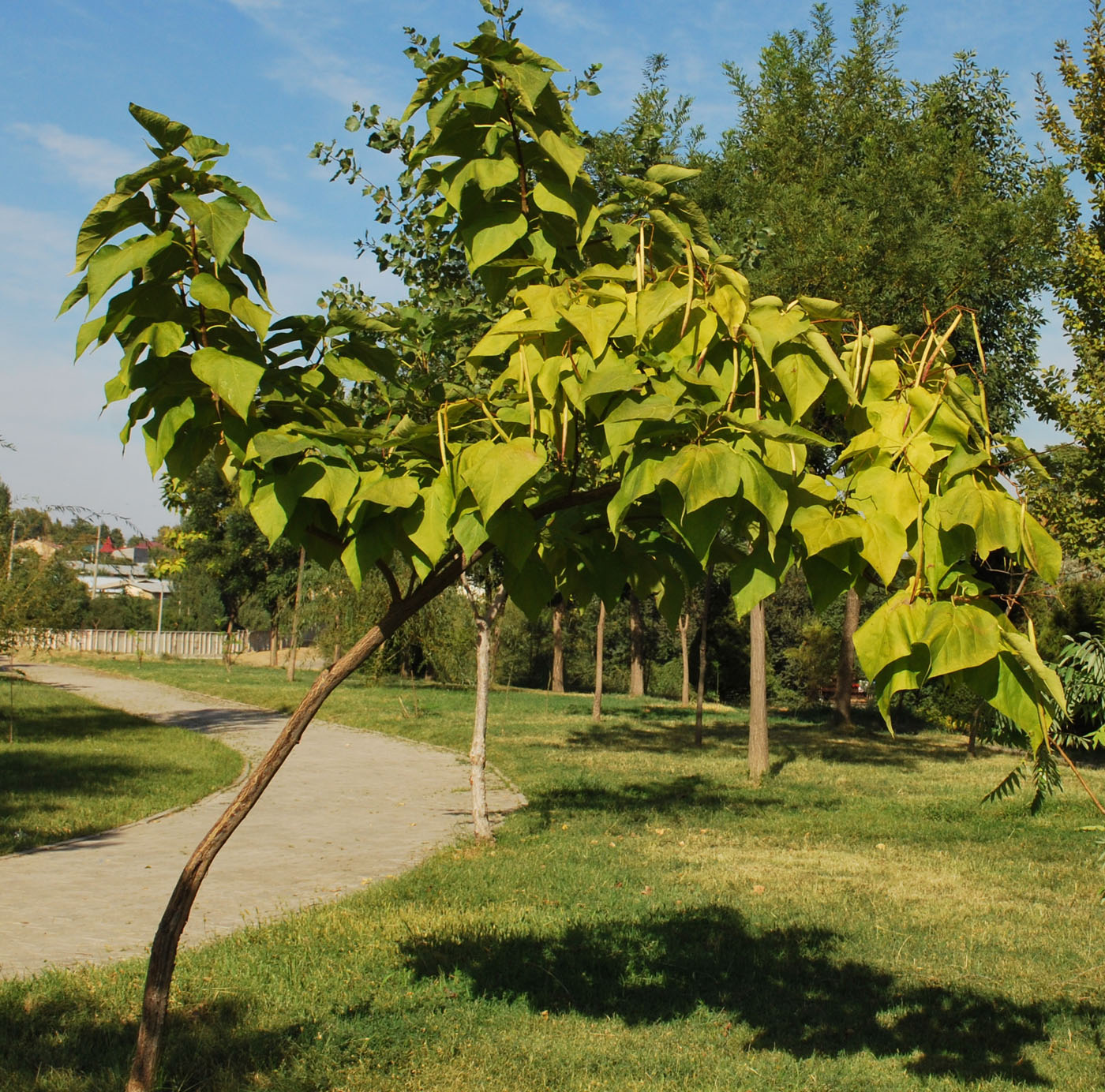 Image of Catalpa bignonioides specimen.