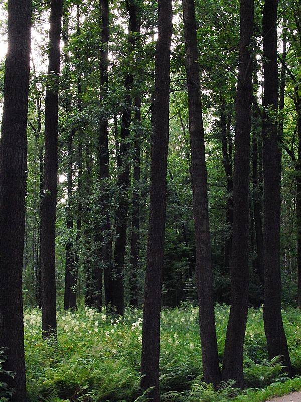 Изображение особи Alnus glutinosa.