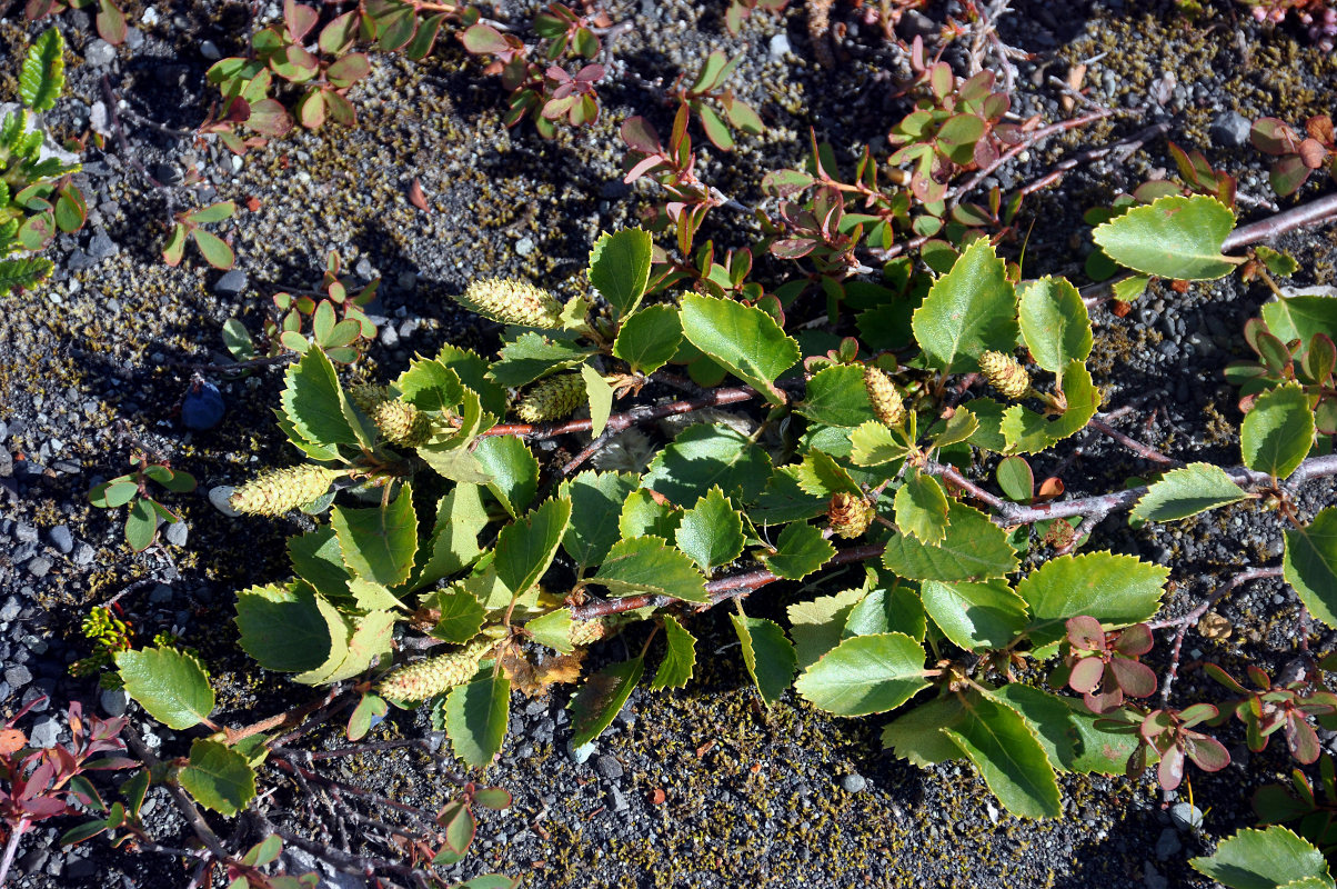 Image of genus Betula specimen.