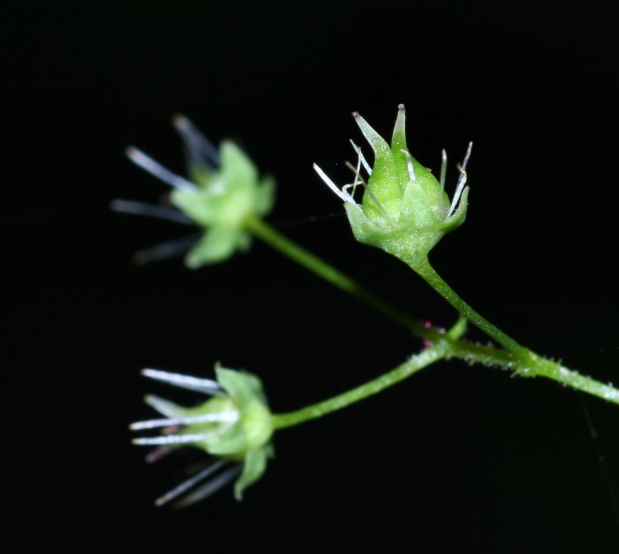 Image of Micranthes oblongifolia specimen.