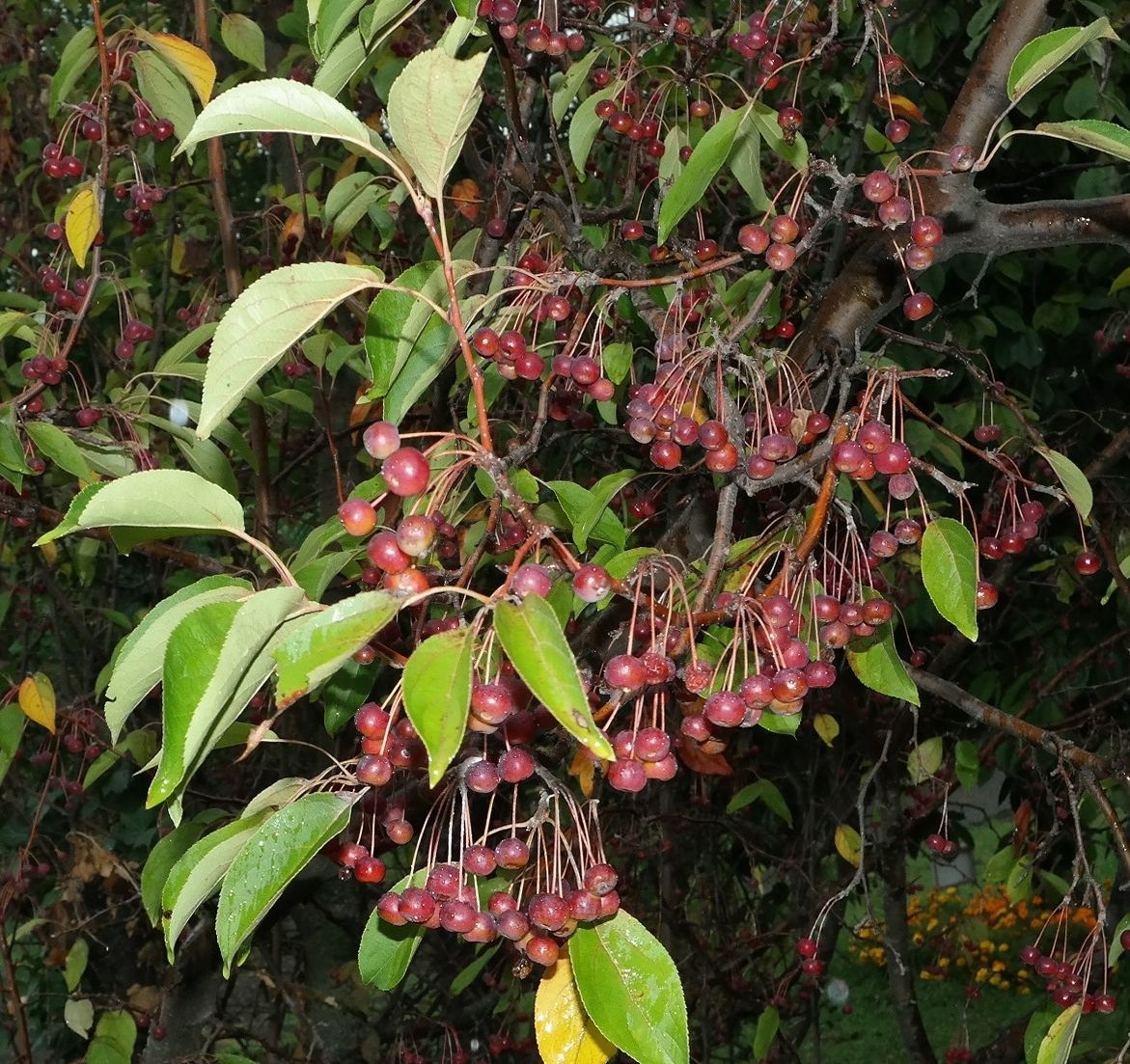 Изображение особи Malus sikkimensis.