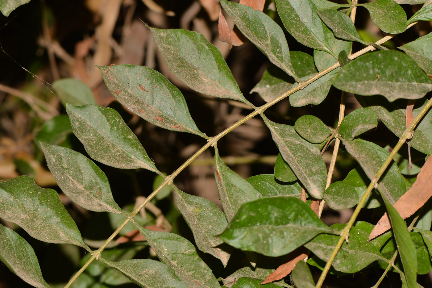 Image of Duranta erecta specimen.