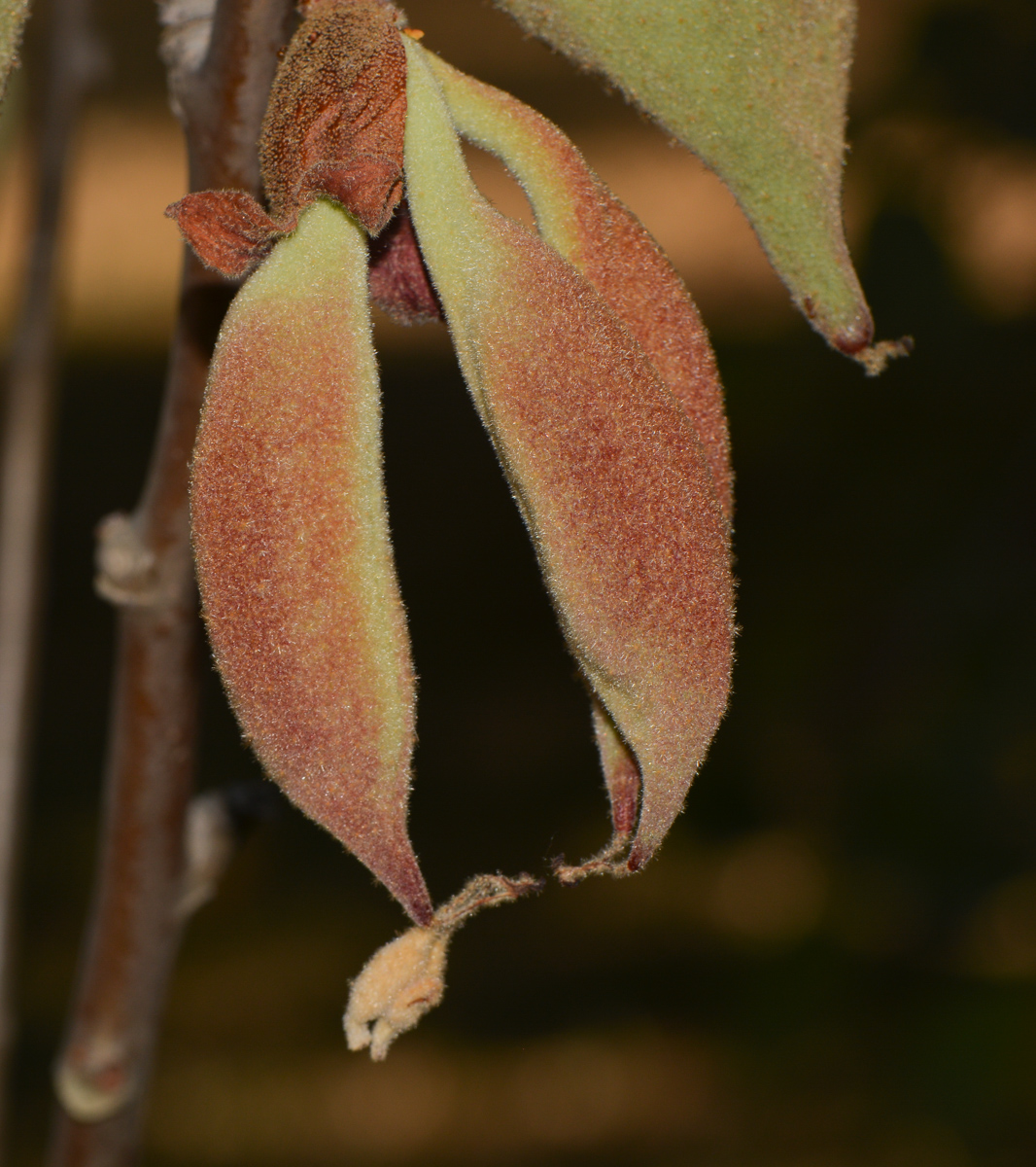 Изображение особи Brachychiton bidwillii.