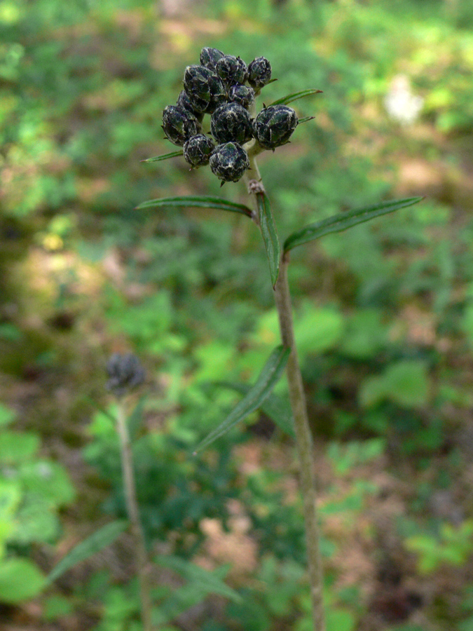 Image of Saussurea controversa specimen.