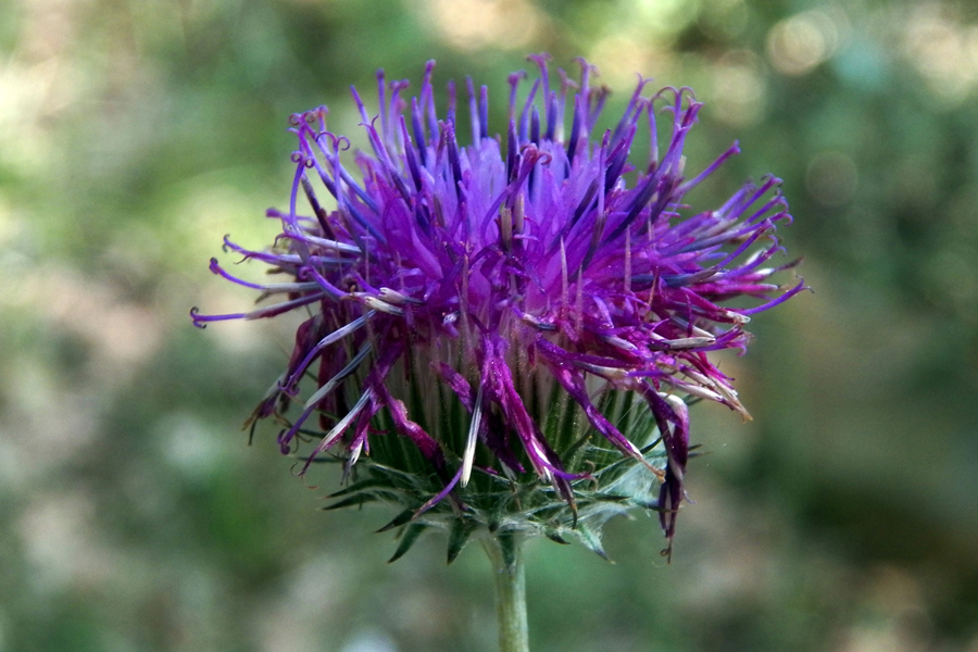 Image of Jurinea roegneri specimen.