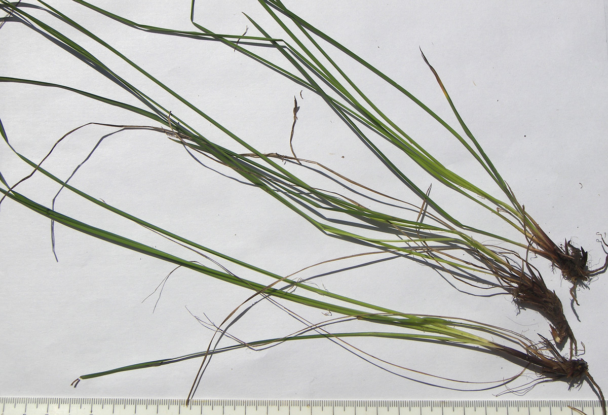Image of Carex kotschyana specimen.