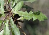 Image of taxon representative. Author is Роланд Цандекидис