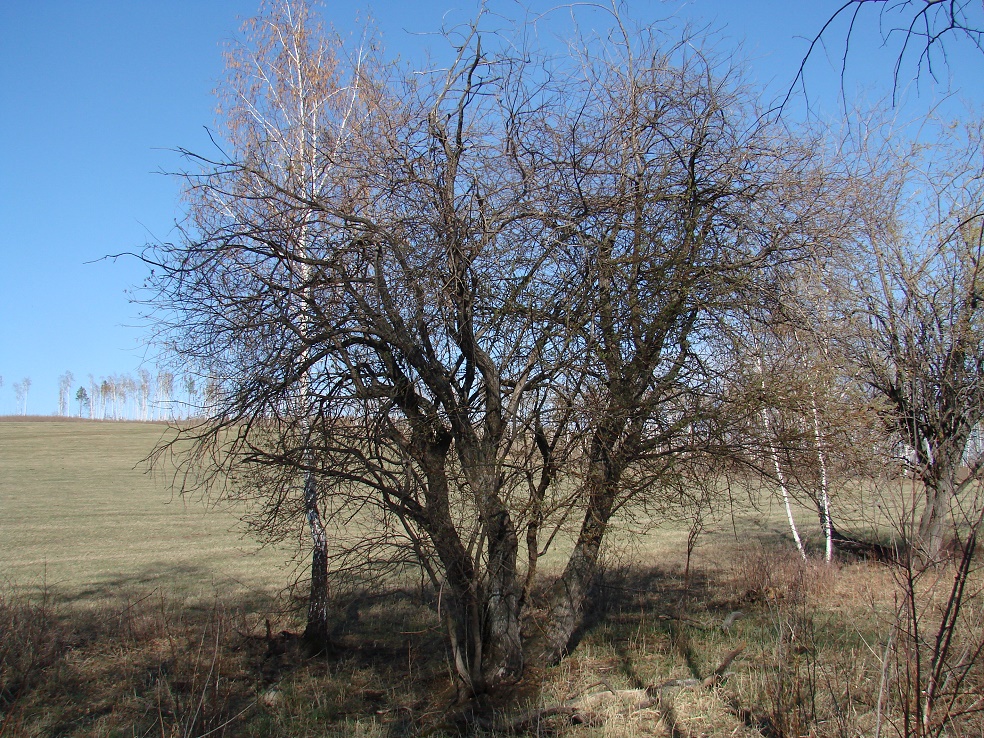 Image of genus Salix specimen.