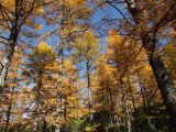 Larix cajanderi