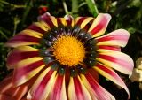 Gazania &times; hybrida