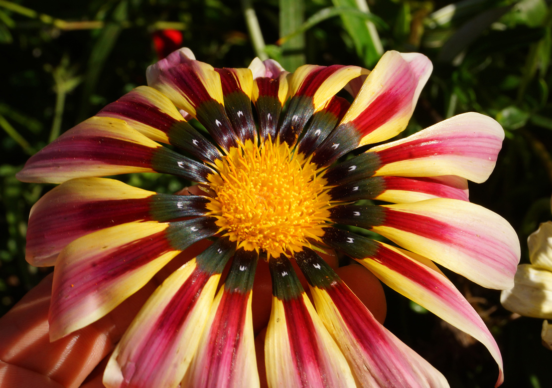 Image of Gazania × hybrida specimen.
