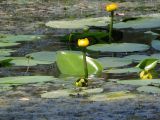 Nuphar lutea. Цветущие растения. Украина, г. Запорожье, о-в Хортица, южная часть острова, озеро. 12.08.2016.