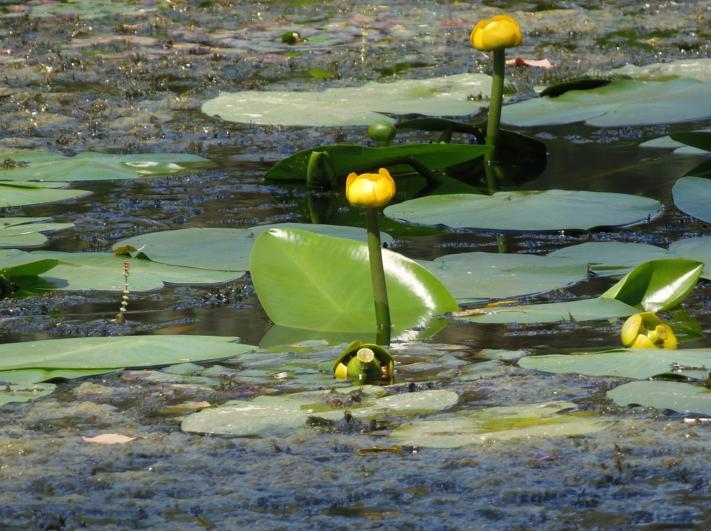 Image of Nuphar lutea specimen.