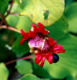 Paeonia daurica