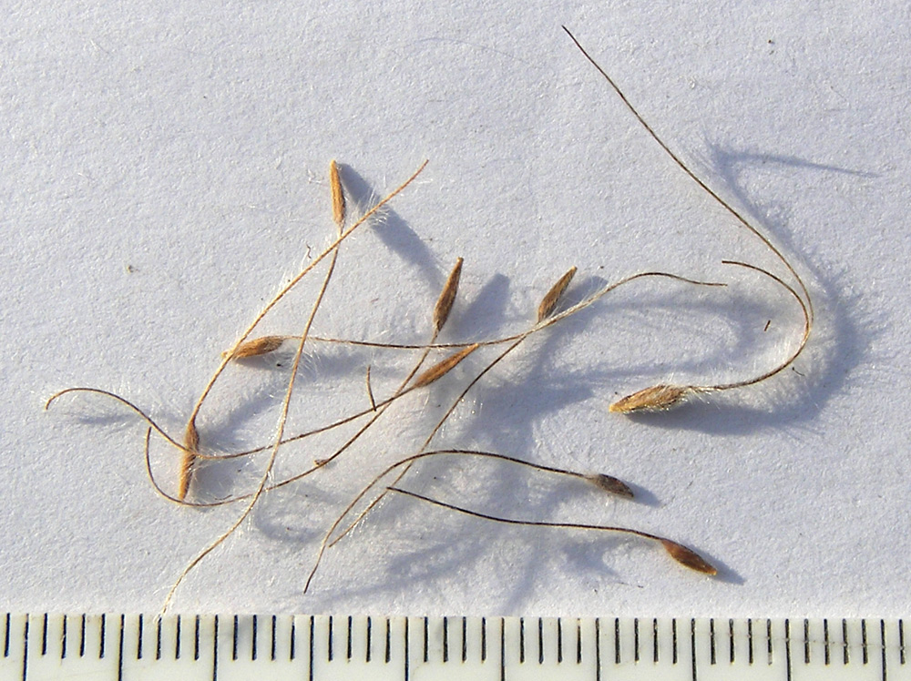 Image of Dryas caucasica specimen.