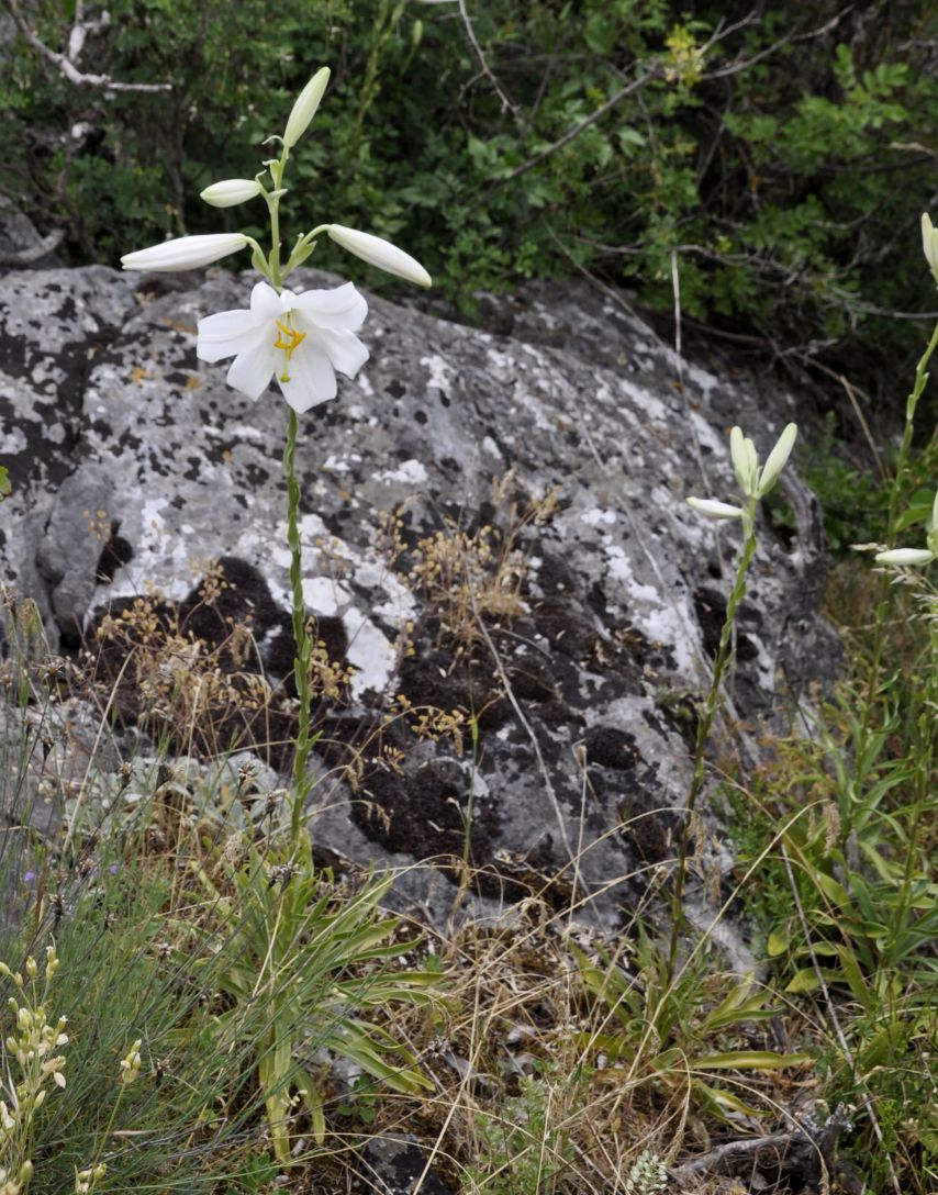 Image of Lilium candidum specimen.