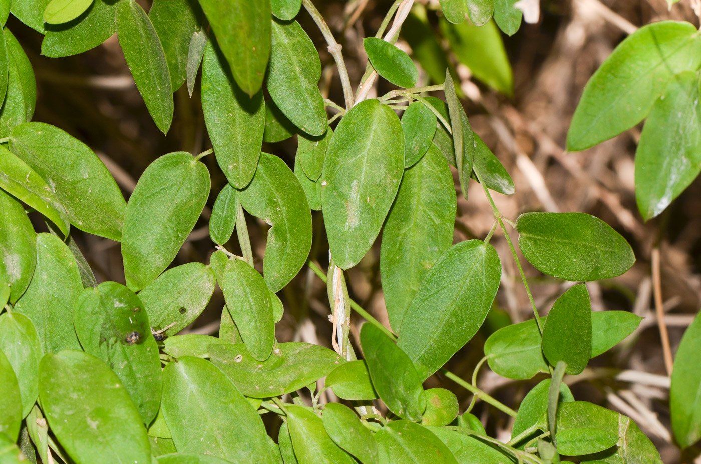 Изображение особи Pentatropis nivalis.