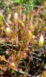 Drosera anglica