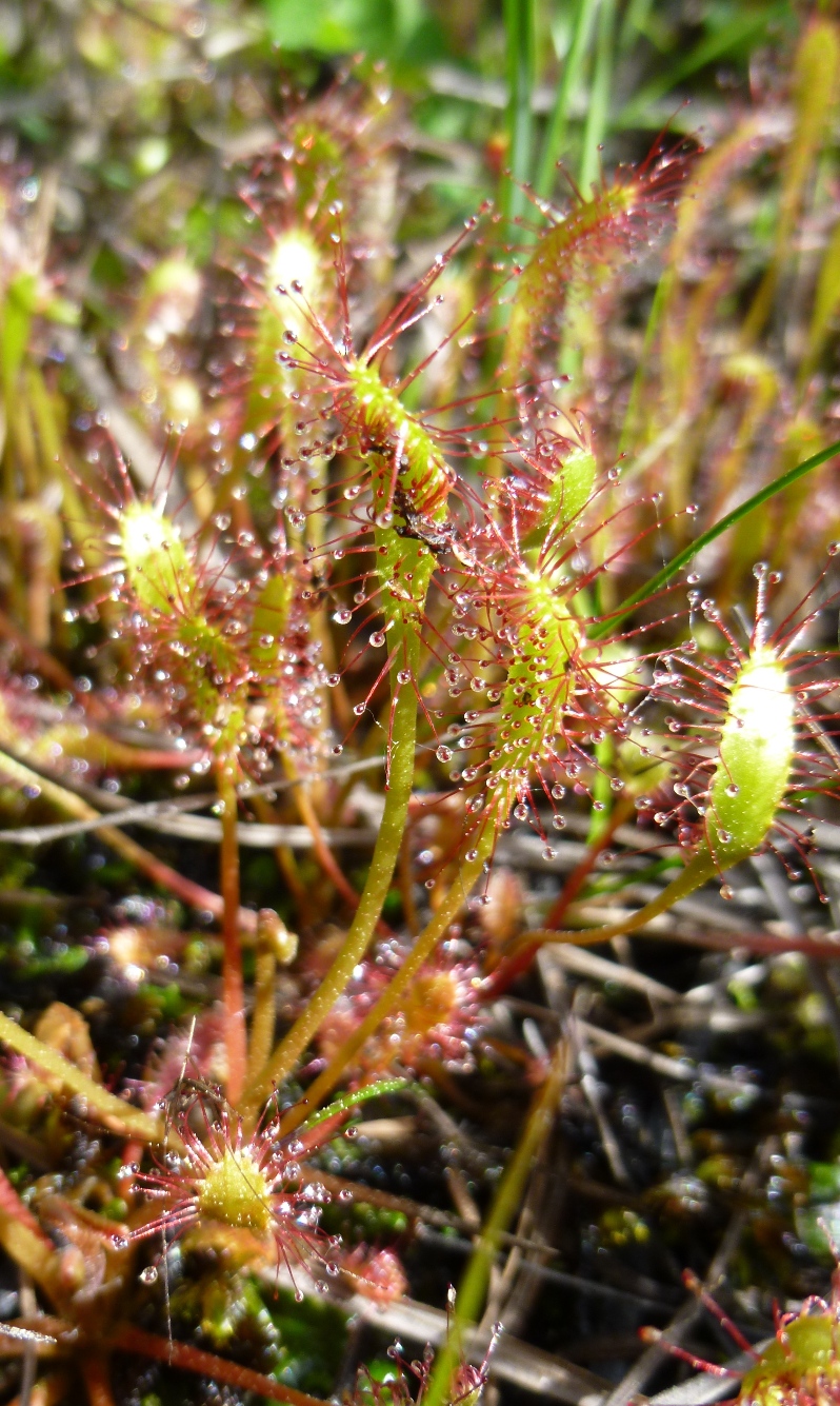 Изображение особи Drosera anglica.