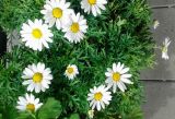 Argyranthemum frutescens