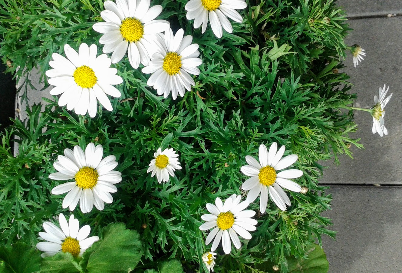Image of Argyranthemum frutescens specimen.