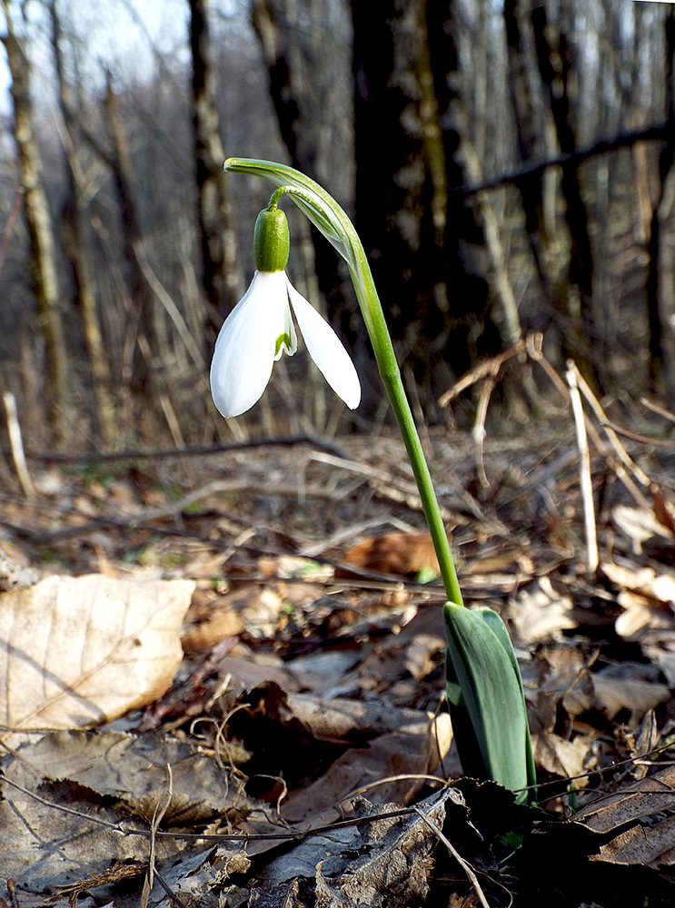 Изображение особи Galanthus alpinus.