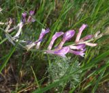 Astragalus varius