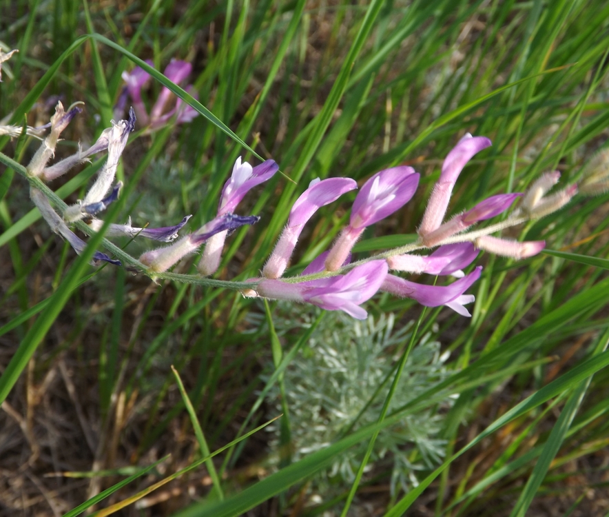 Image of Astragalus varius specimen.