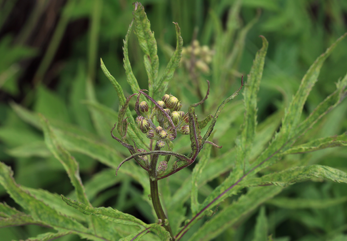 Изображение особи Senecio cannabifolius.