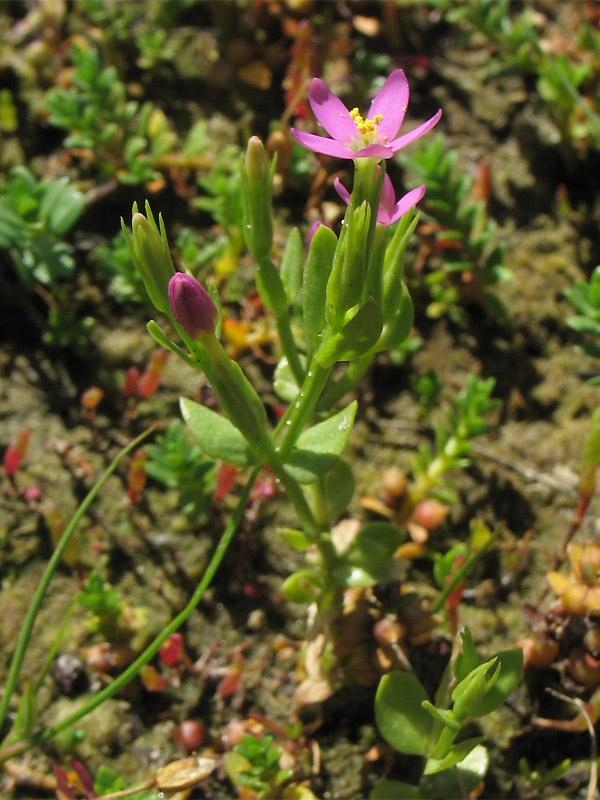 Image of Centaurium pulchellum specimen.