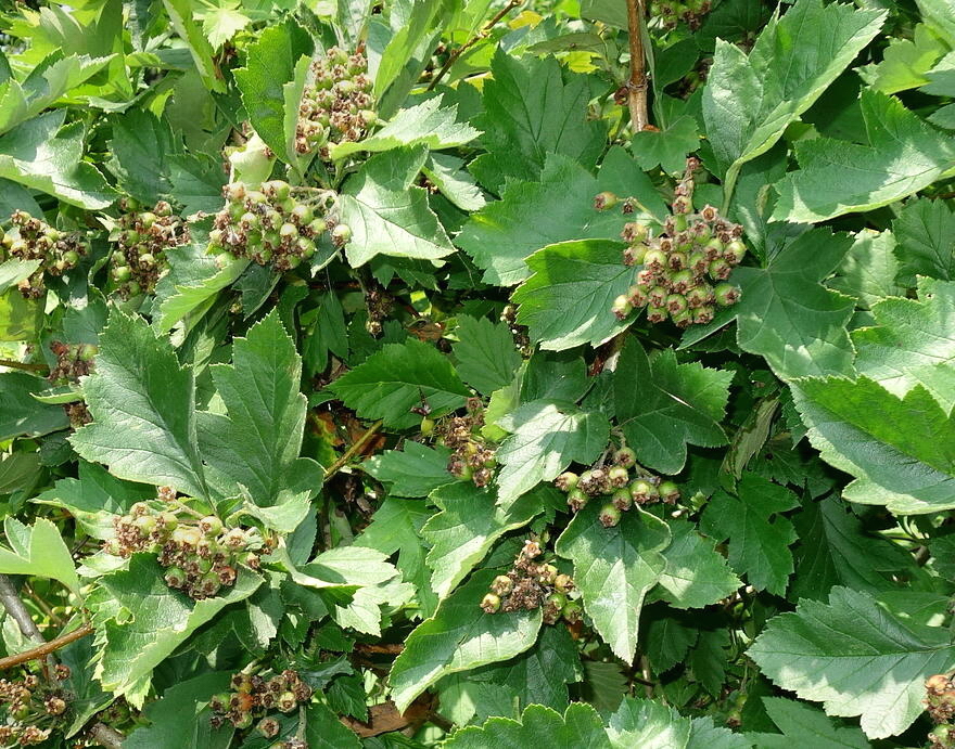 Image of Crataegus maximowiczii specimen.