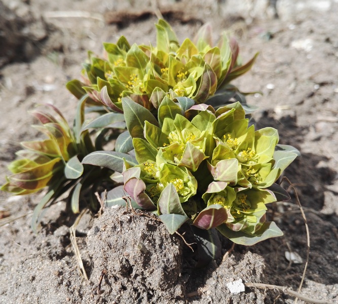 Изображение особи Euphorbia fischeriana.