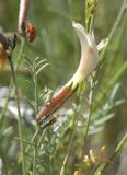 Astragalus ucrainicus
