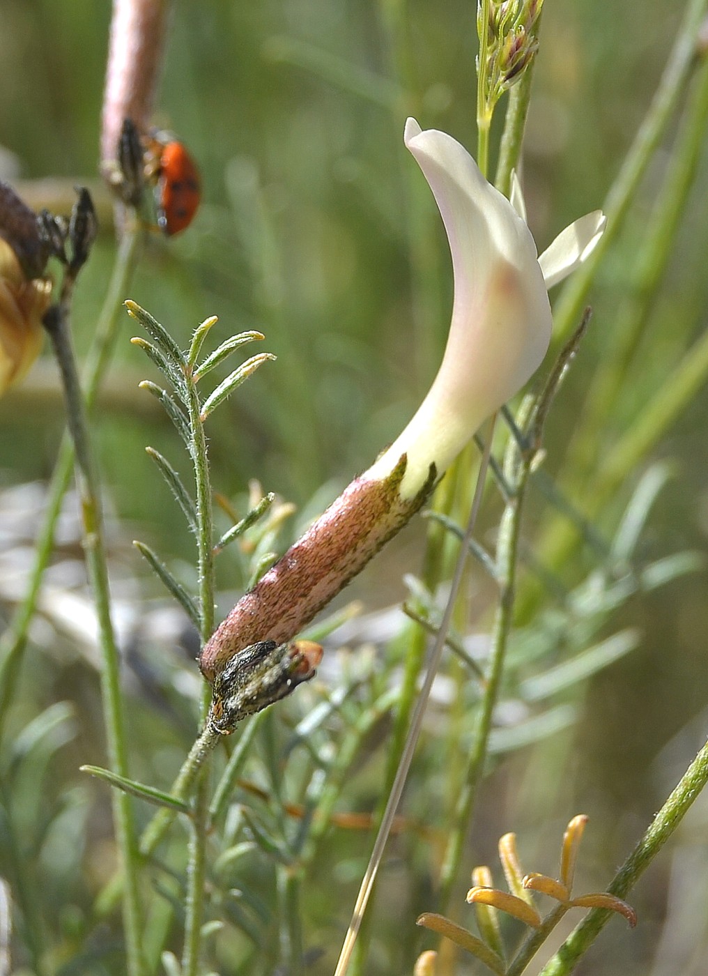 Image of Astragalus ucrainicus specimen.