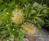 Salix rhaetica