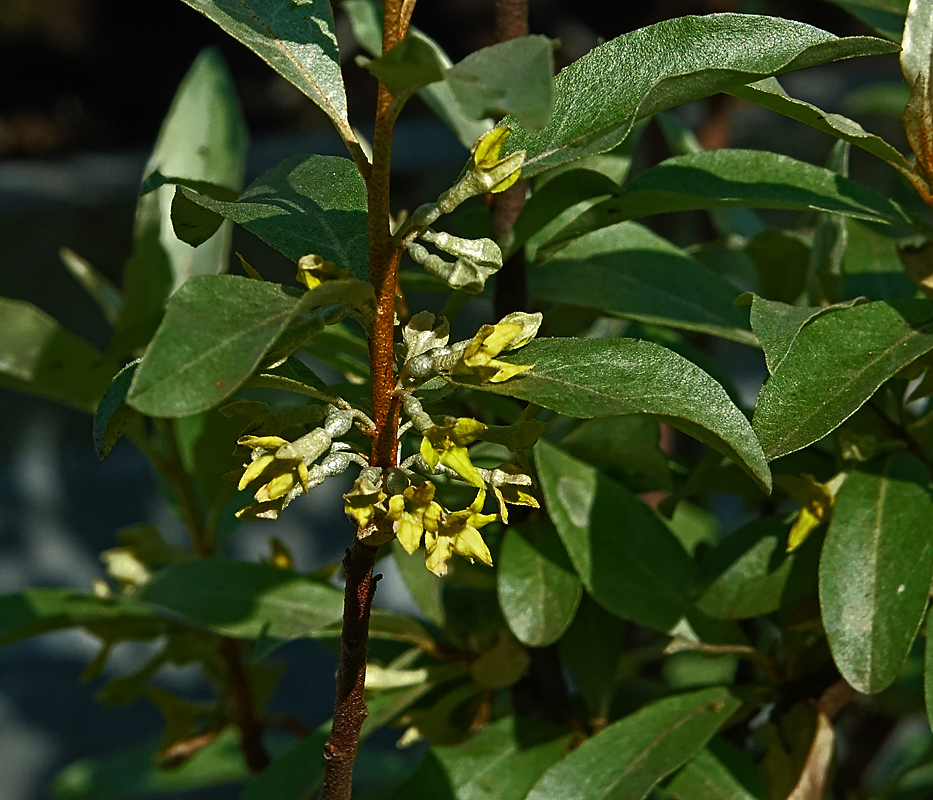 Image of Elaeagnus commutata specimen.