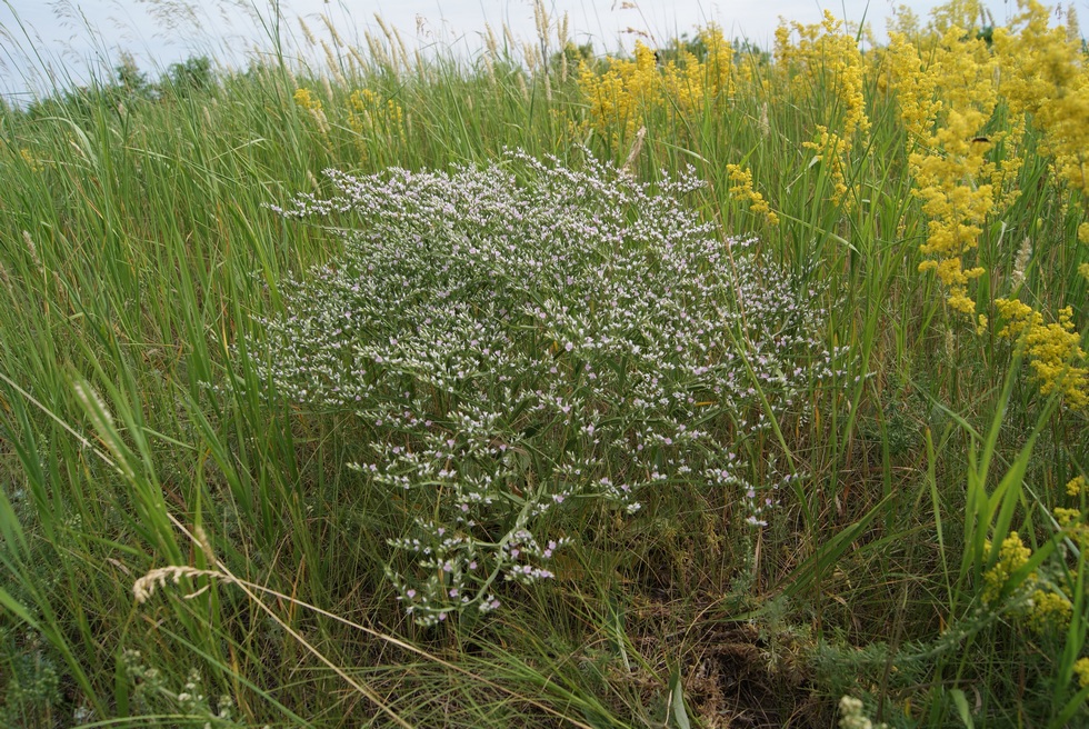 Image of Goniolimon tataricum specimen.