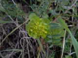 Euphorbia helioscopioides. Верхушка плодоносящего растения (справа и вверху - побег Vicia). Италия, Фраскати, обочина дороги. 15.03.2017.