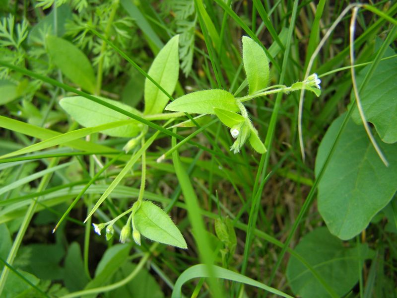 Image of Myosotis sparsiflora specimen.
