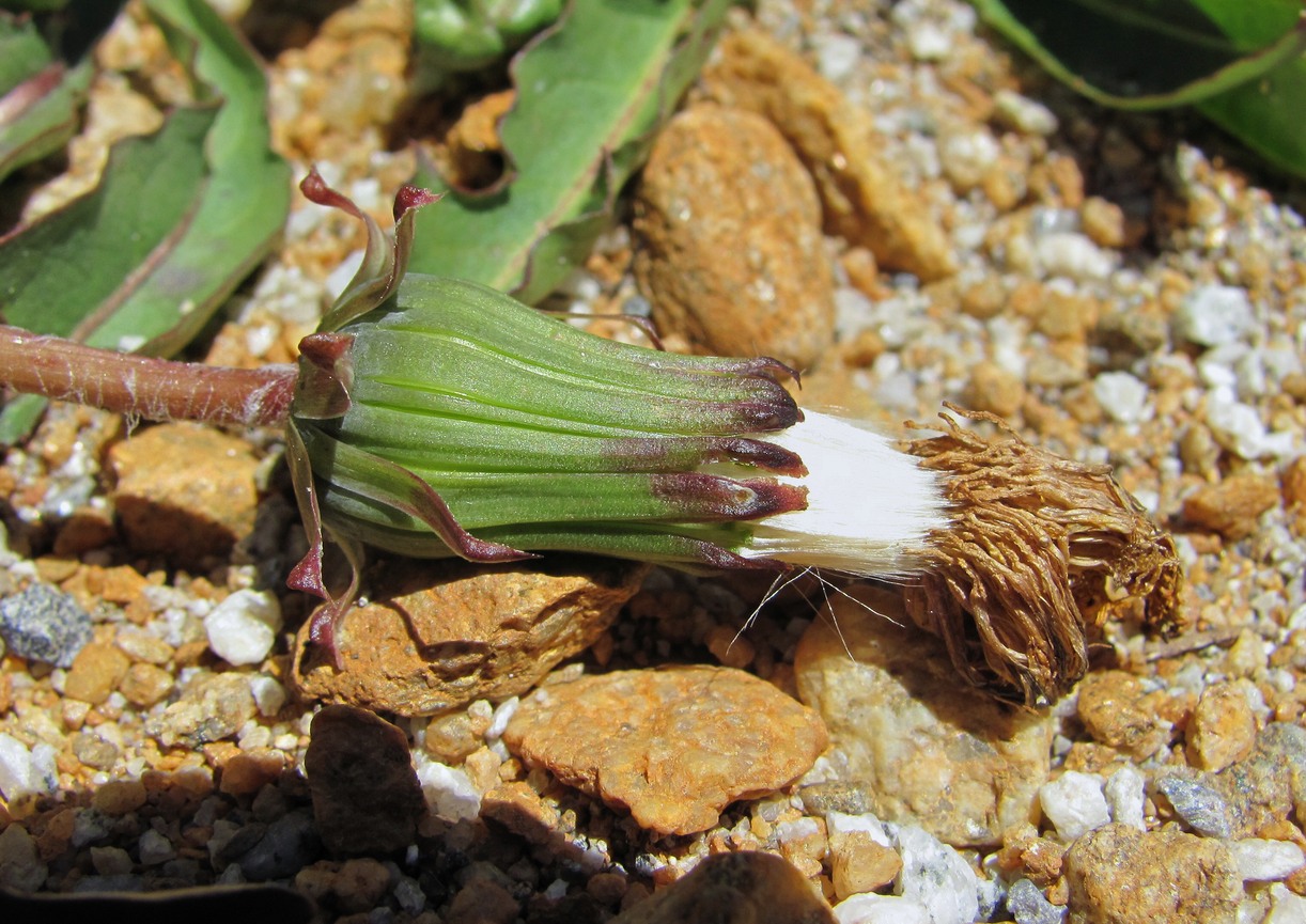 Изображение особи Taraxacum confusum.