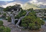 Juniperus seravschanica. Взрослые деревья. Таджикистан, Фанские горы, ущелье Куликалон, ≈ 2700 м н.у.м., сухой склон. 04.08.2017.