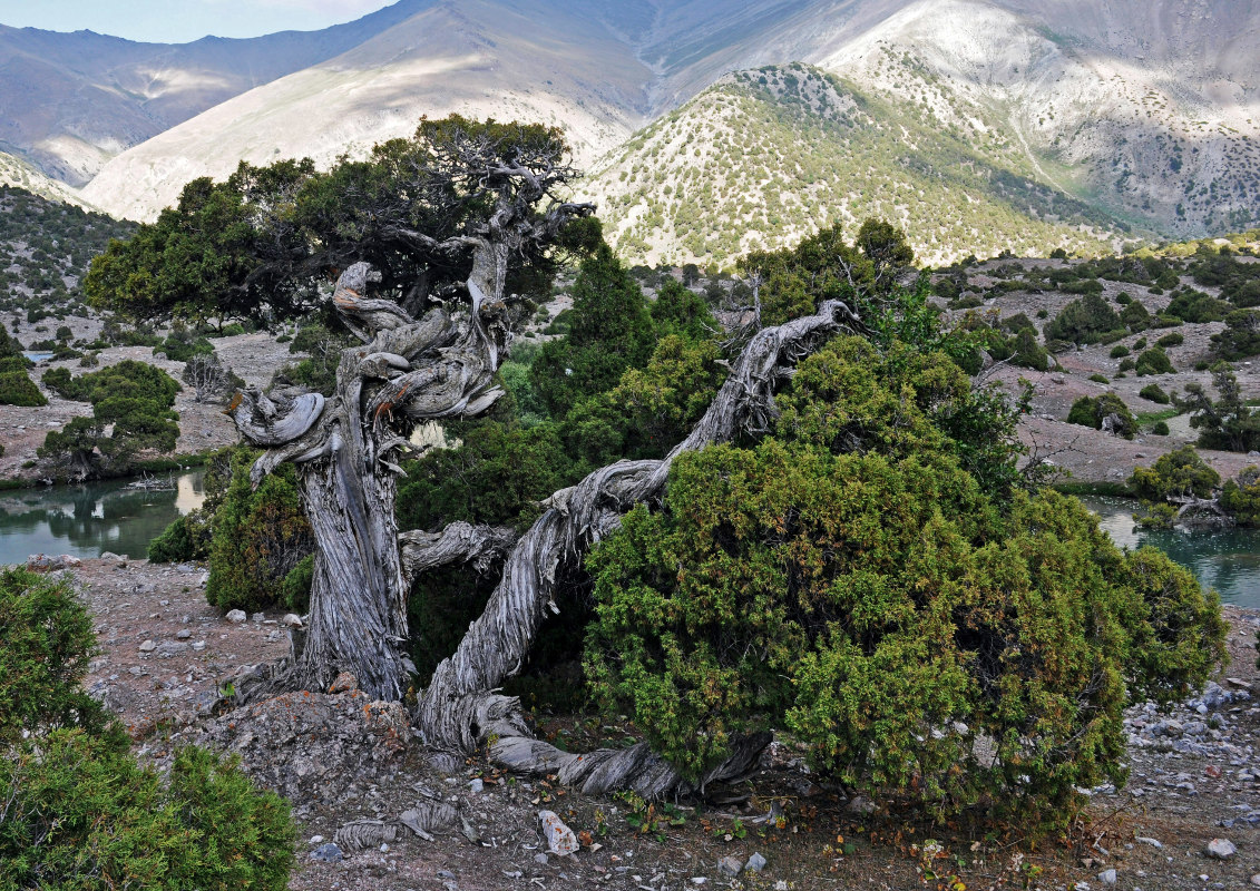 Изображение особи Juniperus seravschanica.