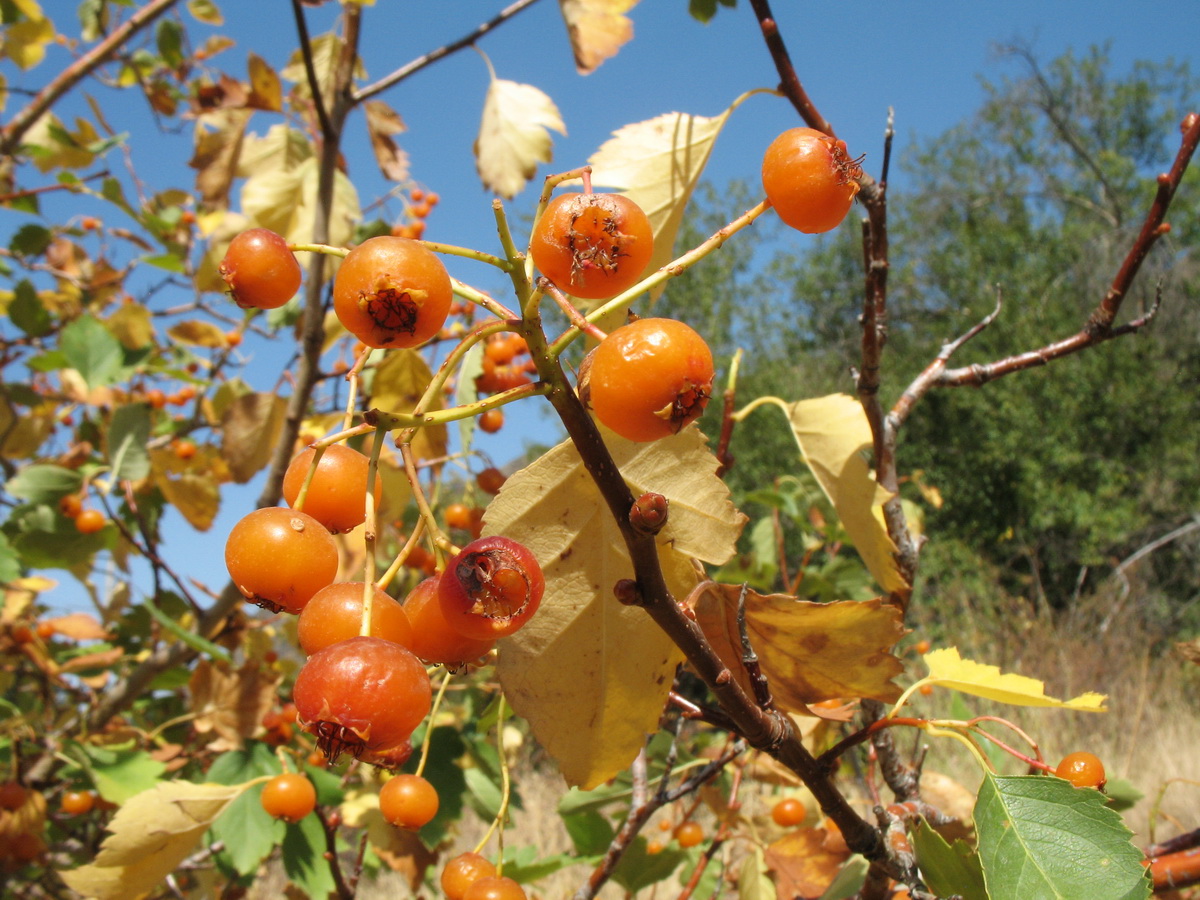 Изображение особи Crataegus korolkowii.