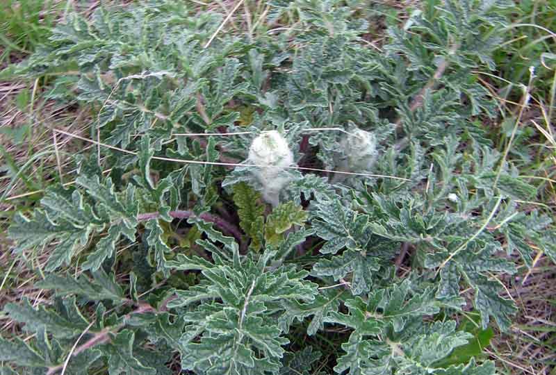 Изображение особи Phlomoides speciosa.