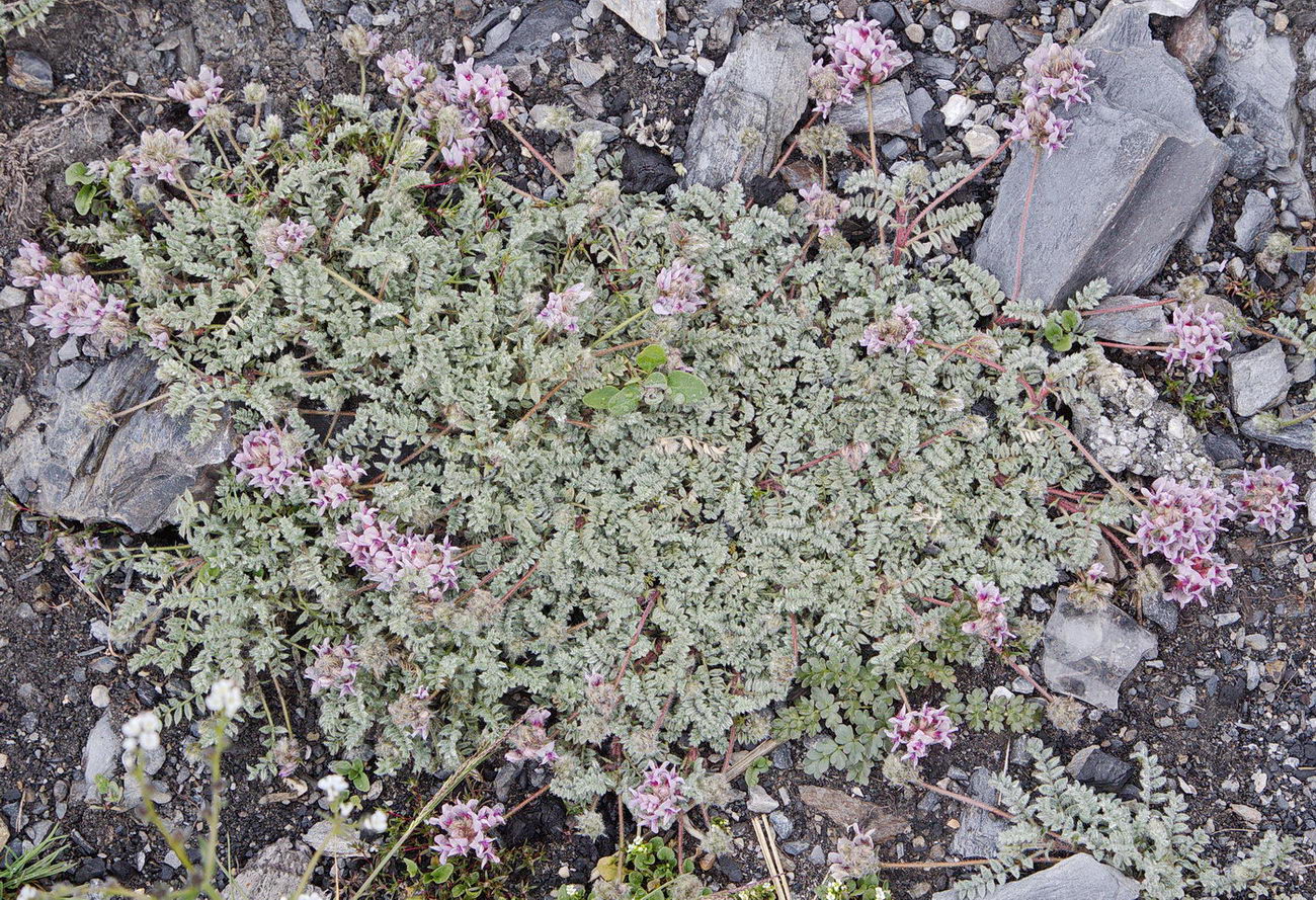 Изображение особи Oxytropis tianschanica.