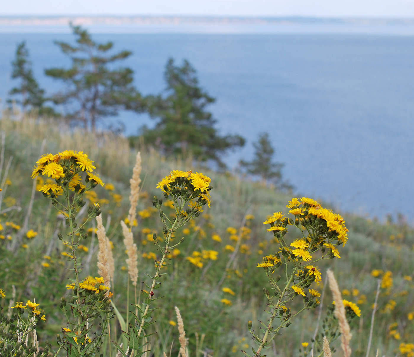 Изображение особи Hieracium robustum.