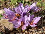 Crocus sativus. Куртина цветущих растений. Краснодарский край, г. Усть-Лабинск, в культуре (голландский материал) на приусадебном участке. 21.10.2017.