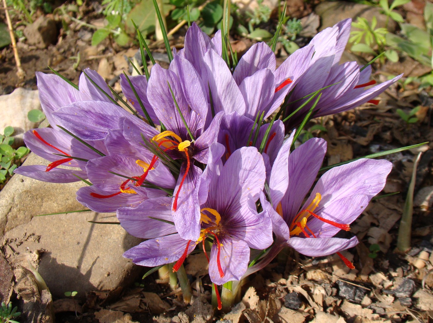 Изображение особи Crocus sativus.